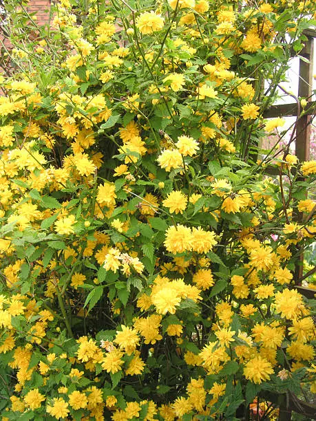 kerria japonica -pleniflora a double flowering springtime shrub
