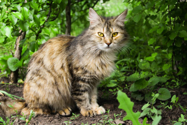 istock Kritty in the garden 1398830761