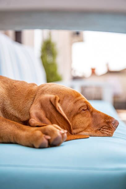 istock Cute Hungarian Vizsla puppy 1398830800