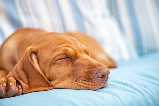 Cute Hungarian Vizsla puppy sleeping or resting on the turquoise pillows.