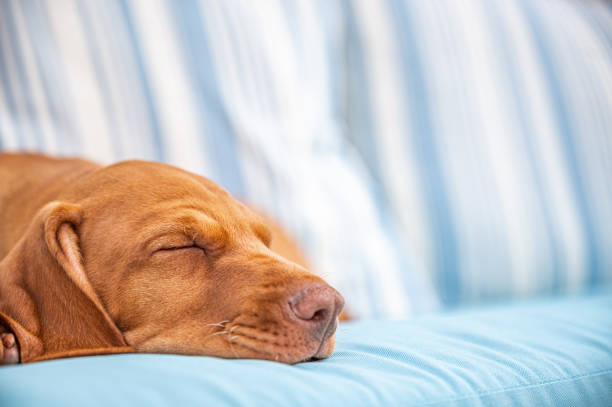 istock Cute Hungarian Vizsla puppy 1398830843