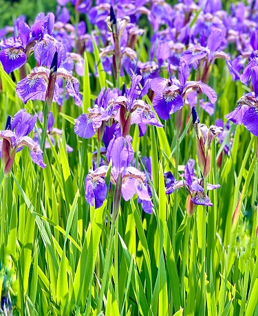 Outdoor photo of Siberian iris plants that could be described as purple, violet or lavender in color