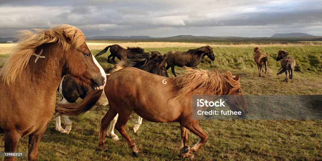 Cheval islandais - Photo de Brouter libre de droits