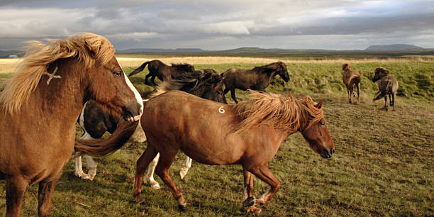 Icelandic Horses stock photo