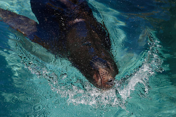 istock Sea Lion Pushes Water 139883228