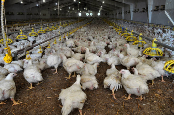 istock Farm for growing broiler chickens 1398832564