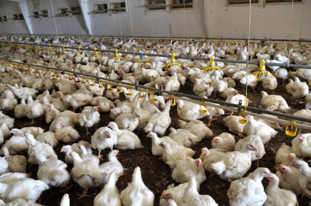 istock Farm for growing broiler chickens 1398832774