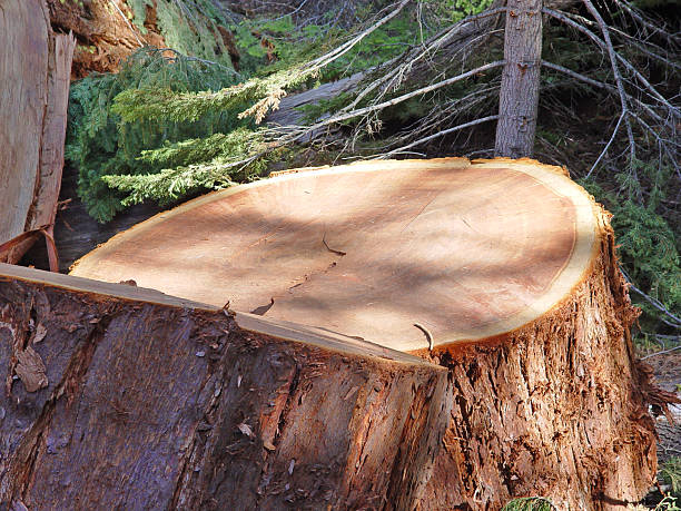 Redwood tree - sawed for logging stock photo