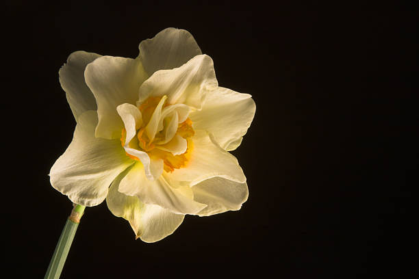 Golden Daffodil #1 stock photo