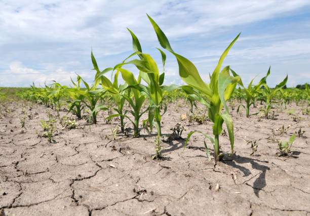 istock Young corn grows on the farmer's field. 1398832932