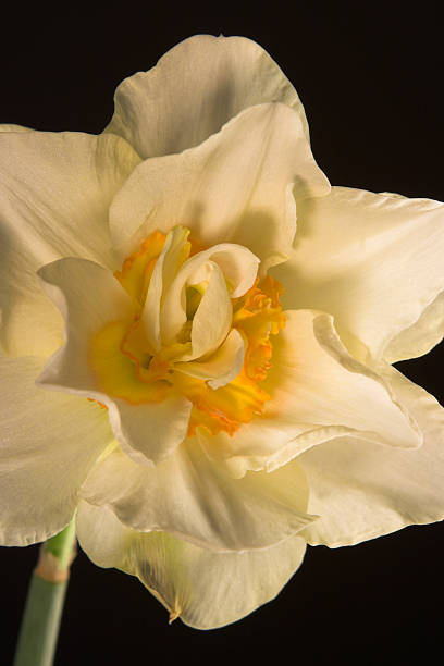 Golden Daffodil #2 stock photo