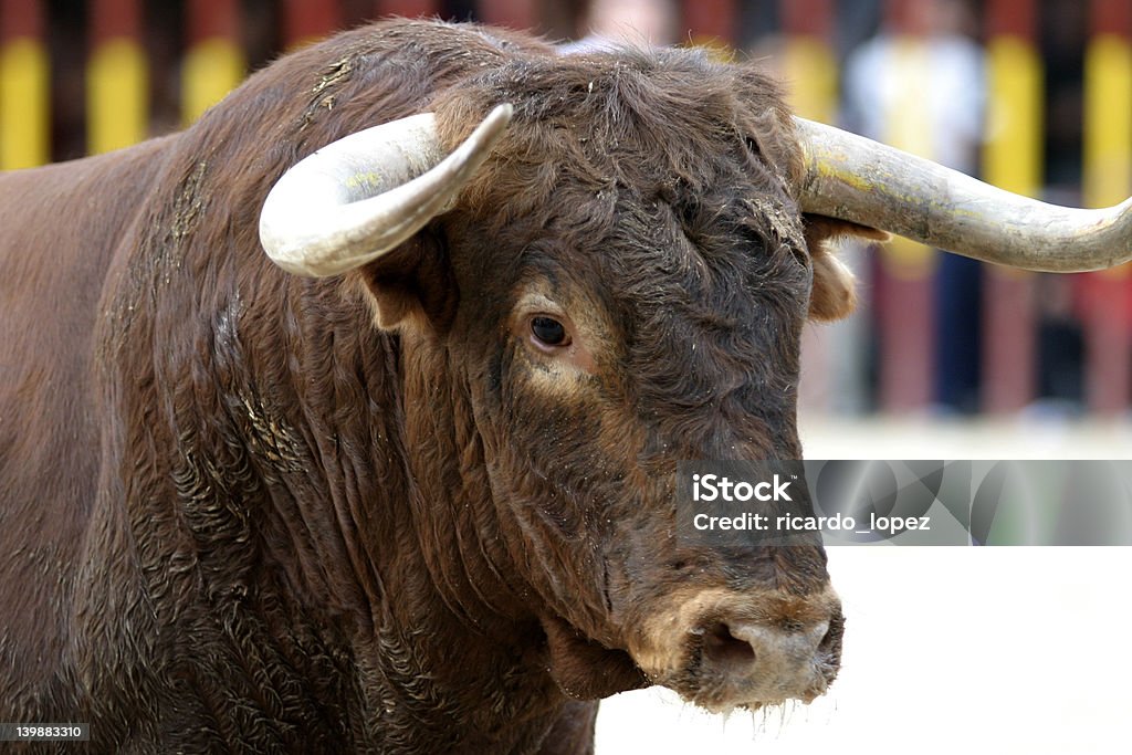 bull Ritratto di - Foto stock royalty-free di Rodeo