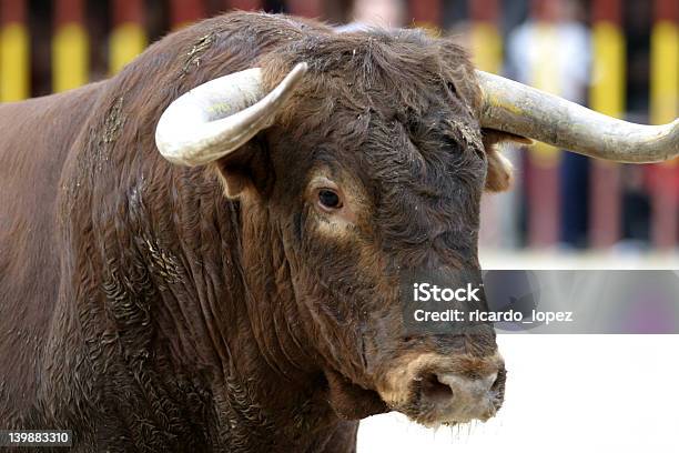 Bull Ritratto Di - Fotografie stock e altre immagini di Rodeo - Rodeo, Toro - Bovino, Bovino domestico