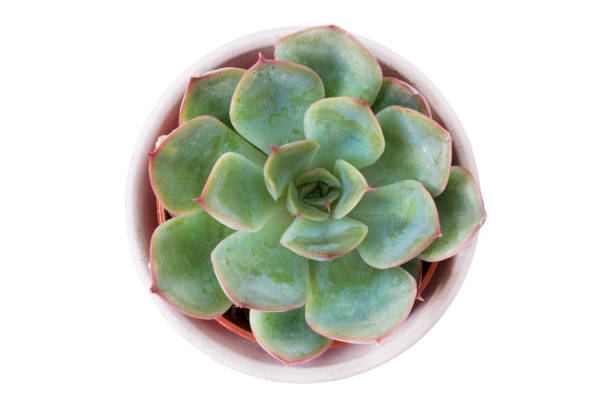 istock Echeveria plant isolated 1398833190