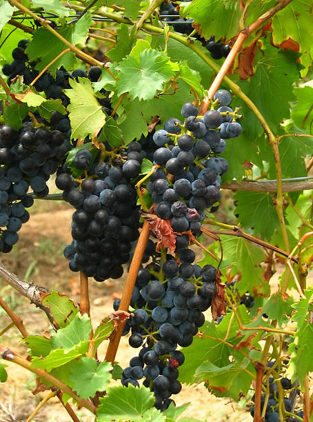istock Hanging grapes in vineyard 139883333