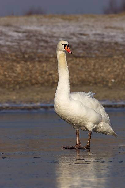 Photo of Mute Swan standing on Ice 3.