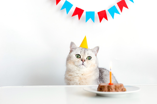 Cute cat in a yellow paper cap, sitting at a table with a canned cat cake, on a white saucer and an orange candle.