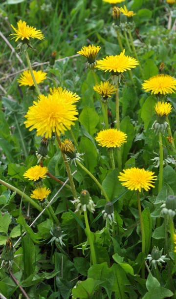 istock In spring, dandelion blooms in nature 1398834440