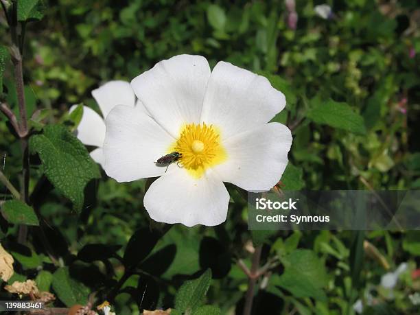 Weiße Blume Stockfoto und mehr Bilder von Blume - Blume, Blütenblatt, Fotografie