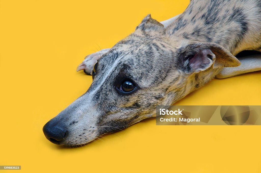 Uísque Amarela - Foto de stock de Galgo royalty-free