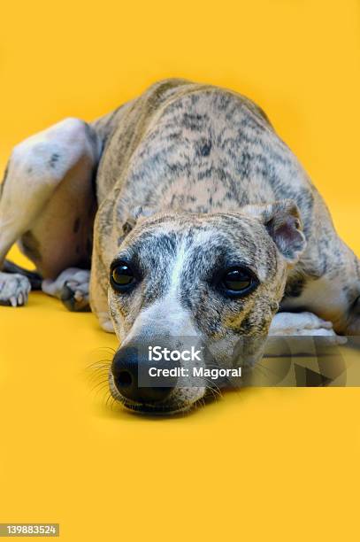 Giallo Whisky Ii - Fotografie stock e altre immagini di Donne - Donne, Whippet, Adulto