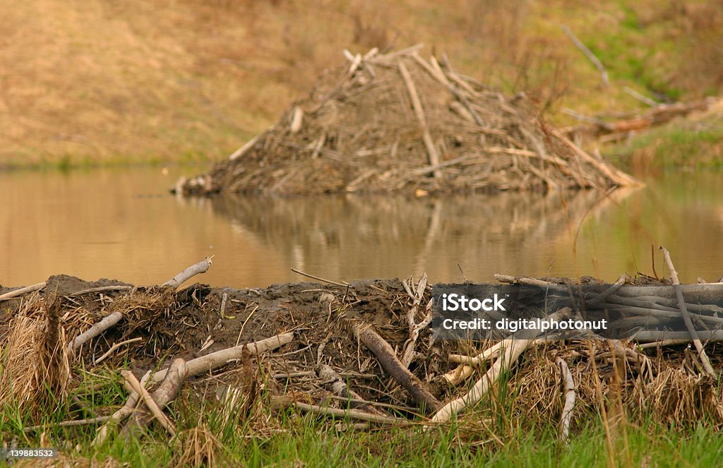 Beaver Dam - Foto de stock de Arquitetura royalty-free