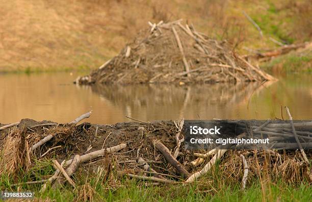 Foto de Beaver Dam e mais fotos de stock de Arquitetura - Arquitetura, Barragem, Cena Rural