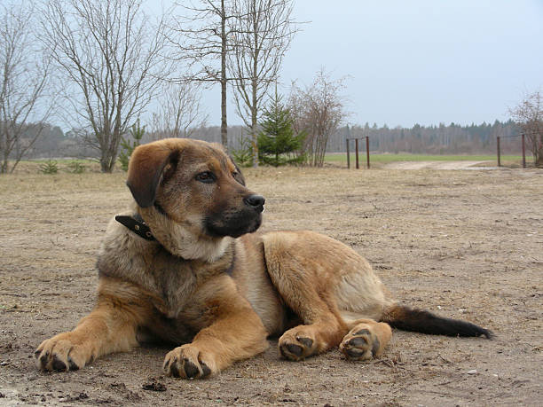 dog stock photo