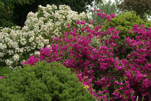 an azalea, choisya and hebe form contrasting triangles in a spring garden