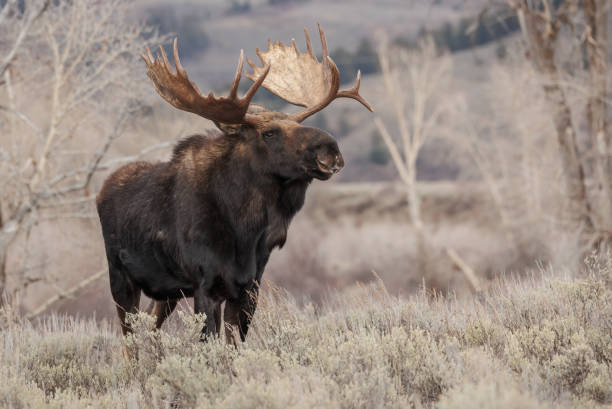 istock Moose in Grand Teton National Park 1398836402