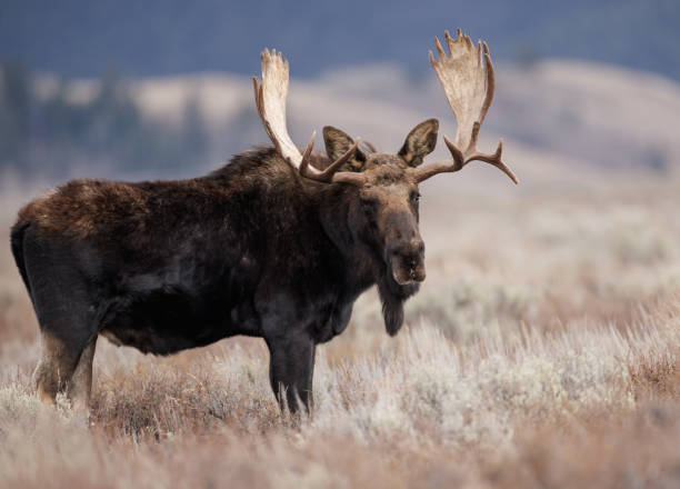istock Moose in Grand Teton National Park 1398836498