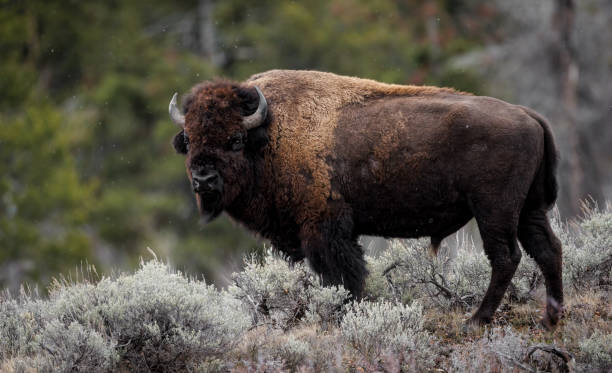 istock American Bison in the Grand Tetons 1398836499