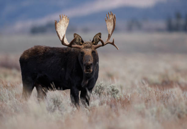 istock Moose in Grand Teton National Park 1398836501