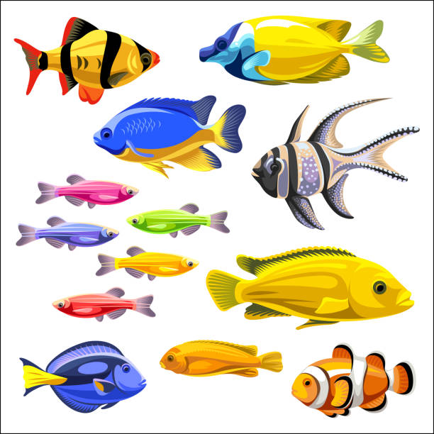 ilustraciones, imágenes clip art, dibujos animados e iconos de stock de un conjunto de peces de colores aislados sobre un fondo blanco. - animals and pets isolated objects sea life