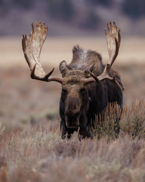 istock Moose in Grand Teton National Park 1398836555