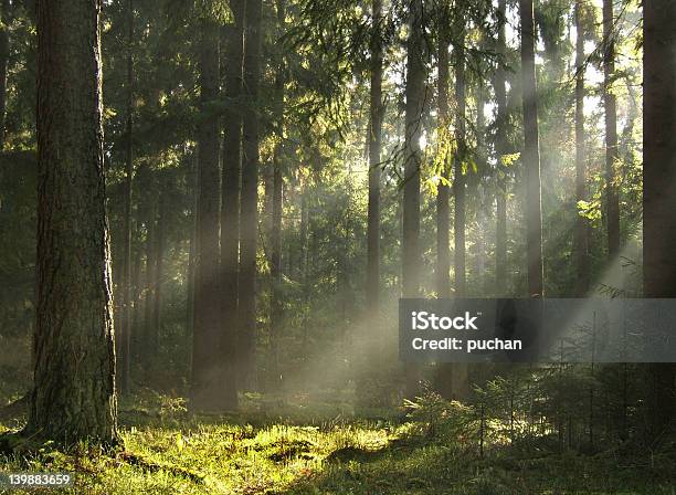 Misty Forest - Fotografias de stock e mais imagens de Nevoeiro - Nevoeiro, Acender, Amarelo