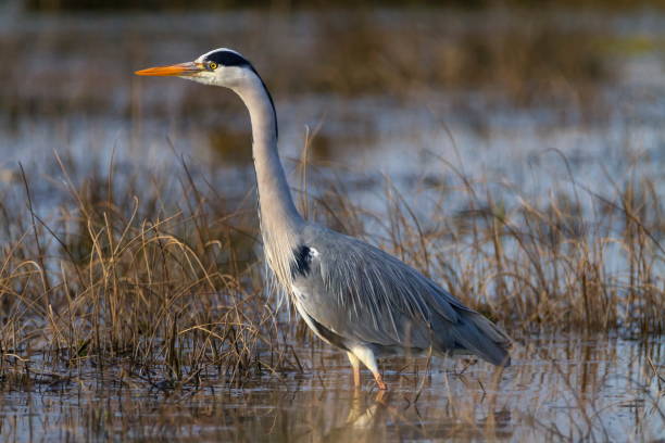 istock Grey heron, ardea cinerea, in a pond 1398838341