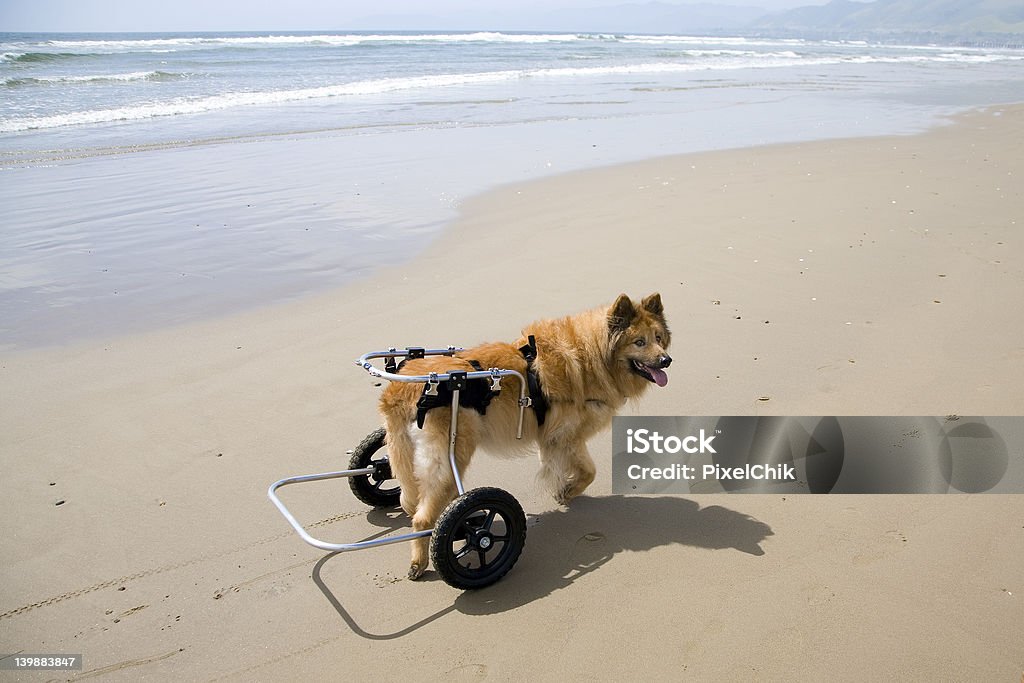 Dog on Wheels A differently-abled dog on the beach Dog Stock Photo