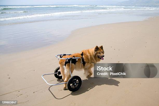 Dog On Wheels Stock Photo - Download Image Now - Dog, Beach, Wheel