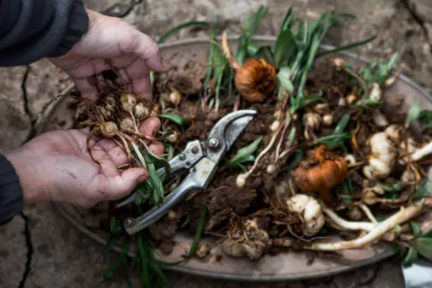 Photo of Flower bulbs of tulips, hyacinths, lilies and other flowers for planting in the soil in the hands of an elderly woman and in an iron dish. View from above. Gardening.