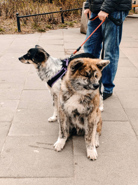 istock Stunning beautiful dogs on the walk 1398838713