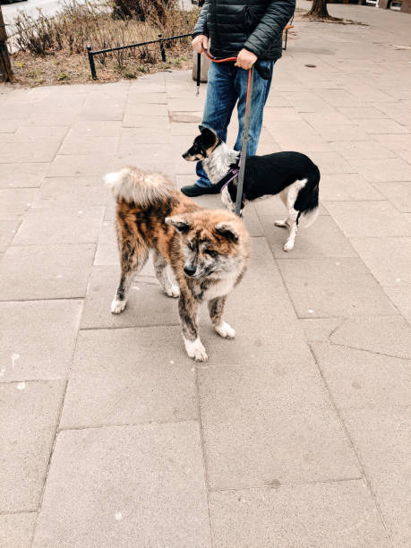 istock Stunning beautiful dogs on the walk 1398838717