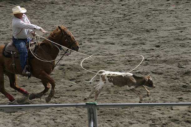 Calf roping at the rodeo Skilled cowboy calf roping. calf photos stock pictures, royalty-free photos & images