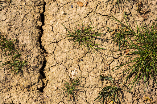 Close-up of cracks in the parched ground in Rhineland-Palatinate/Germany in early summer