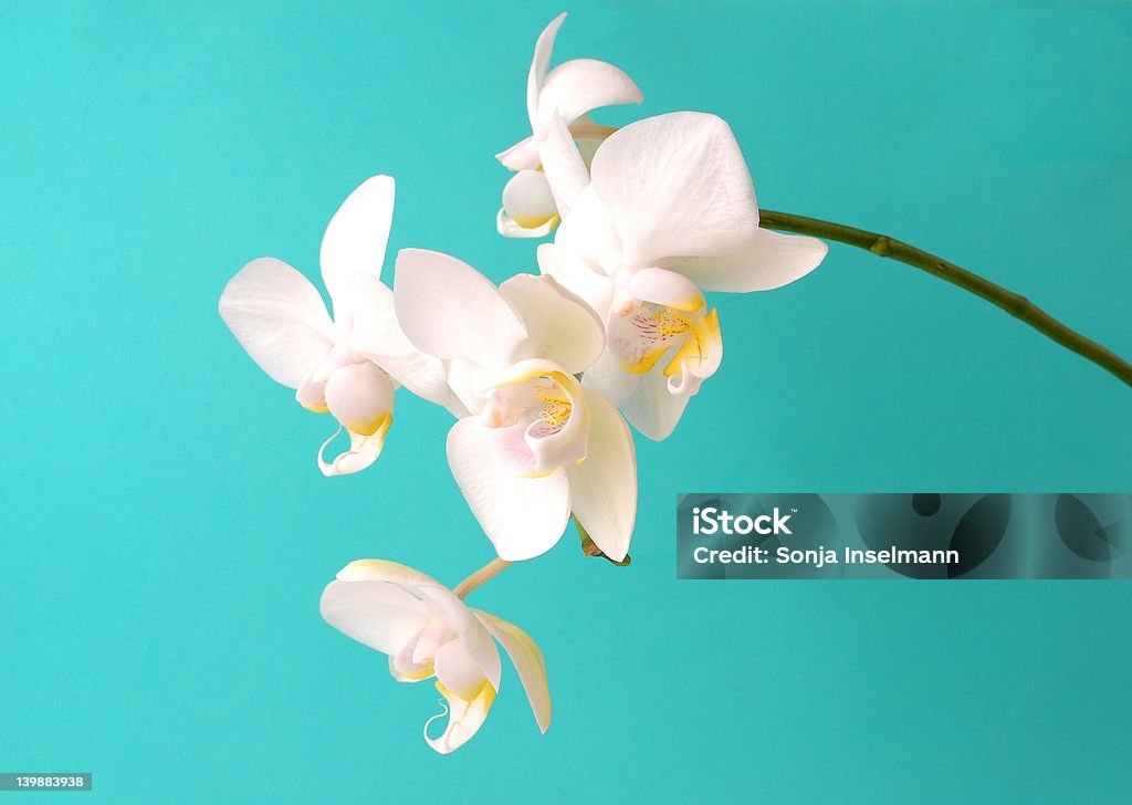 Белый orchidcomposition - Стоковые фото Азия роялти-фри