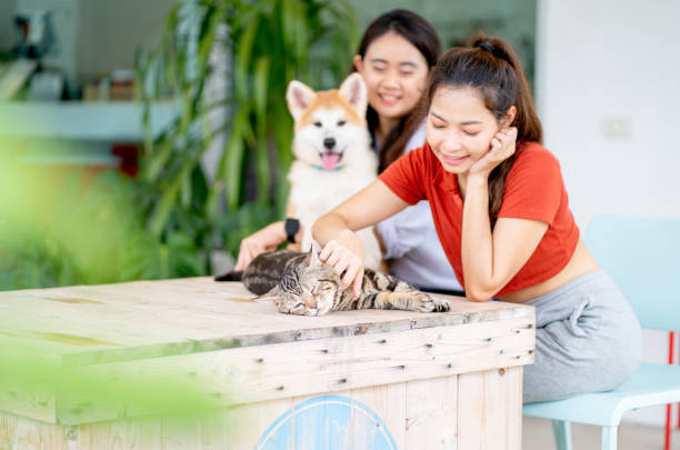 cat is relax and feel calm during paw abdomain or shin by pretty woman while other friend play with dog beside in area of cafe or coffee shop. - katt thai bildbanksfoton och bilder