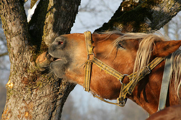 Cavallo Gustatevi un albero - foto stock