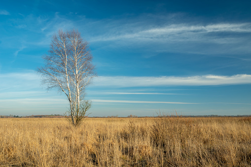 A solitary birch tree growing on a dry steppe meadow, Nowiny, Poland