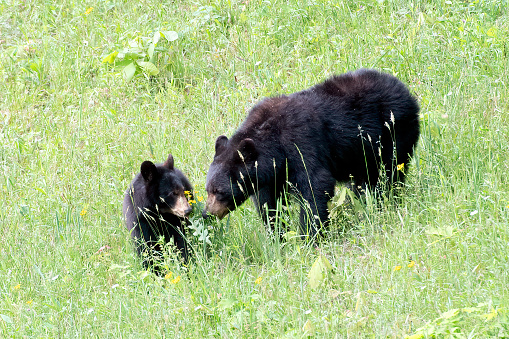 A black bear cub explores a pile of gravel