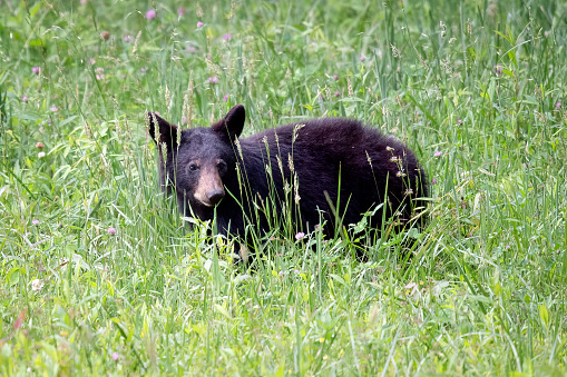 Black bear sow and cubs